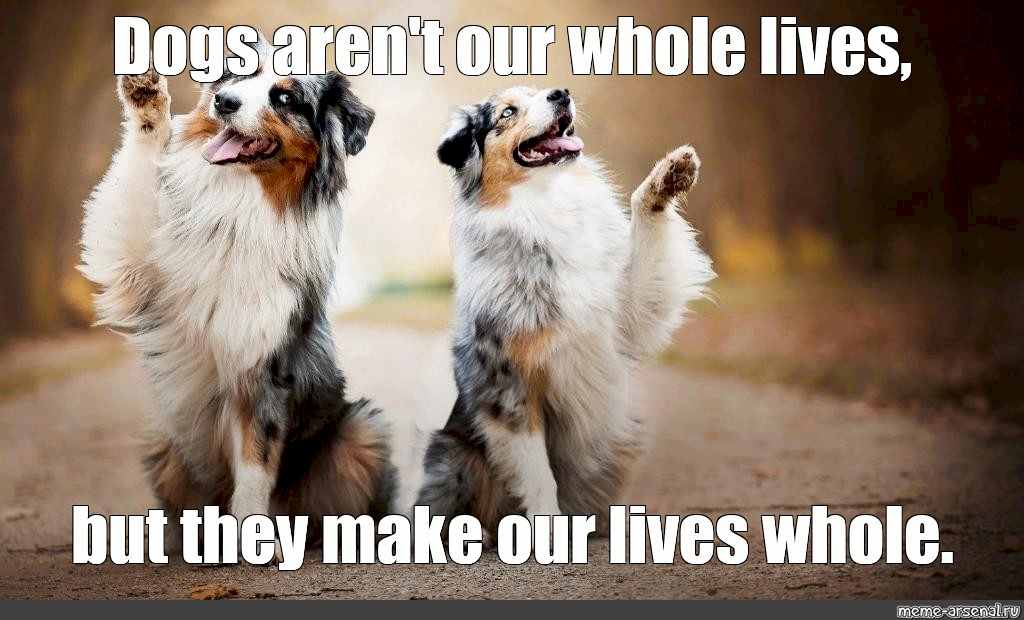 dogs - whole.jpg